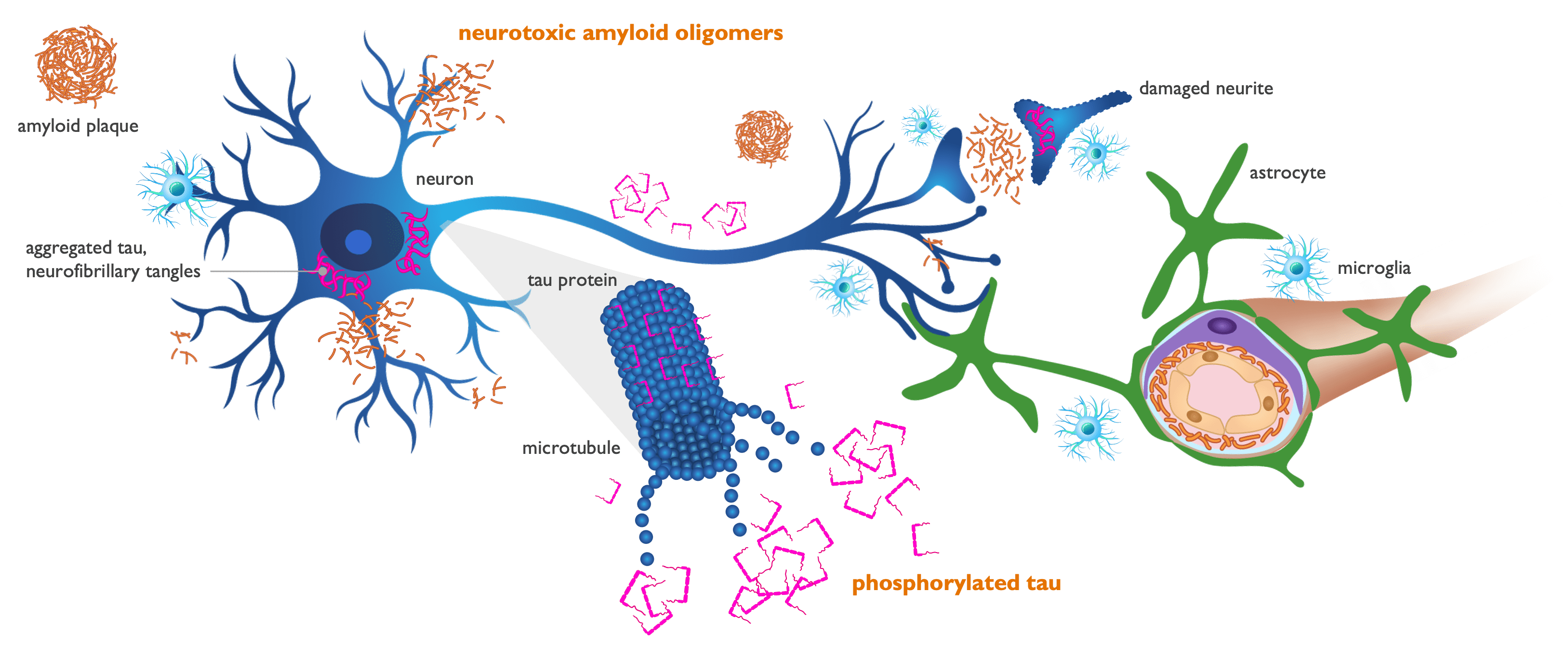 Amyloid-oligomers-drive-neurotoxicity-and-tau-pathology_Alzheon
